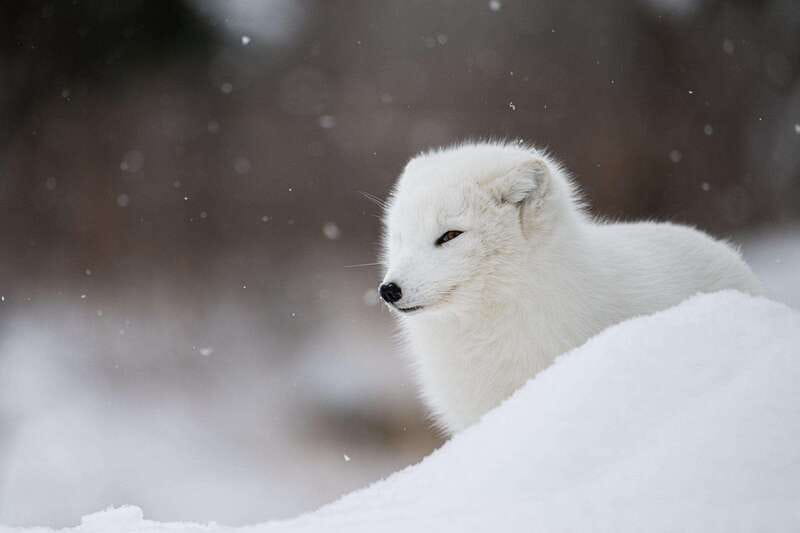 Montreal: Ecomuseum Zoo Entry Ticket - Price and value: is $16 a fair deal?
