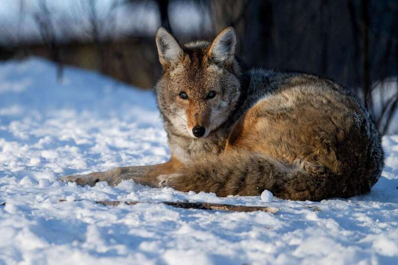 Montreal: Ecomuseum Zoo Entry Ticket - Who this zoo visit suits best