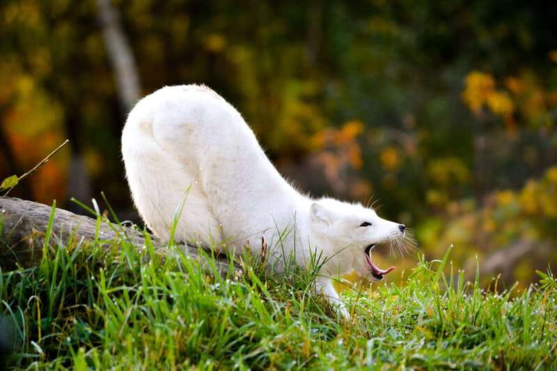 Montreal: Ecomuseum Zoo Entry Ticket - What wildlife you can expect, and how to spot it