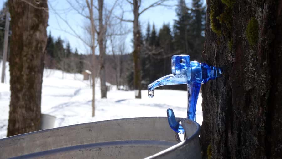 Montreal: Maple syrup talk and tasting! In French! - Coffee or tea and a short, useful sendoff
