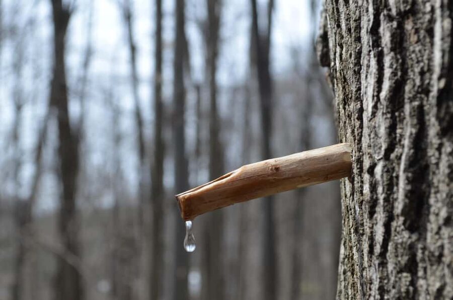 Montreal: Maple Syrup Tour with Sugar Shack & Local Cuisine - Price and Value: Is $138 Fair for a 6-Hour Day?