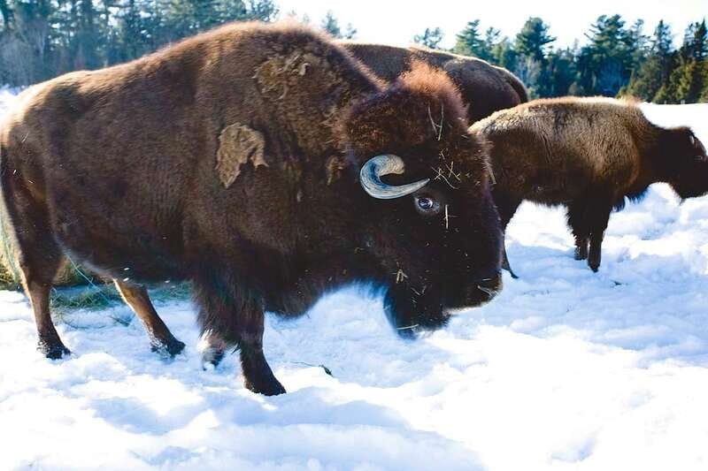 Montreal: Private Day Tour to Parc Omega & Montebello Lodge - Key highlights to know before you go