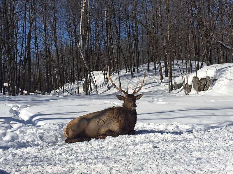 Montreal: Private Day Tour to Parc Omega & Montebello Lodge - Should you book the Parc Omega and Montebello Lodge private day?
