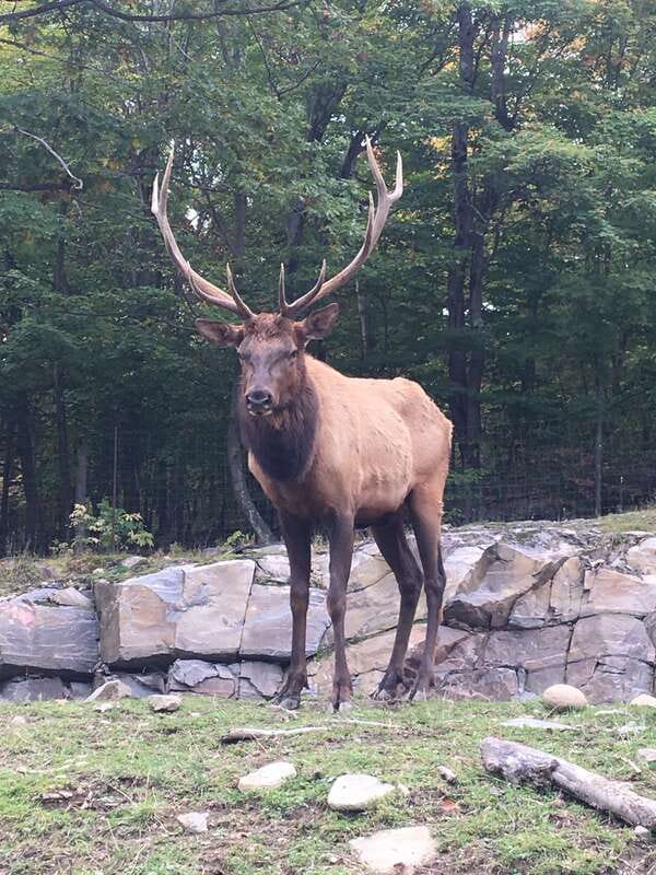 Montreal: Private Day Tour to Parc Omega & Montebello Lodge - Why this private day feels different from DIY