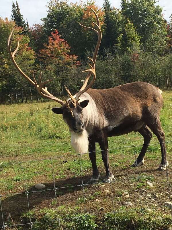 Montreal: Private Day Tour to Parc Omega & Montebello Lodge - The drive-through rhythm, stop opportunities, and timing