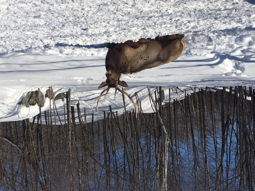 Montreal: Private Day Tour to Parc Omega & Montebello Lodge - Lunch inside the park: scenery, warmth, and a real break