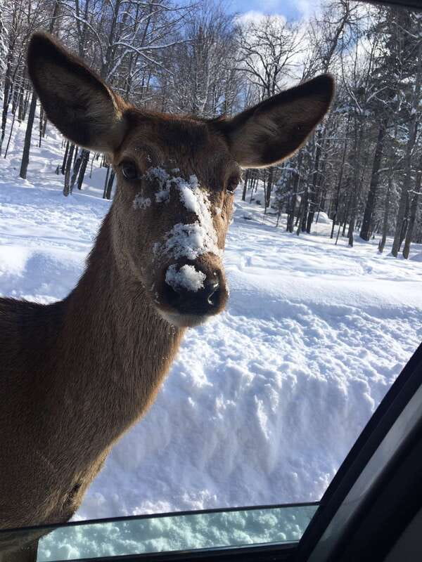 Montreal: Private Day Tour to Parc Omega & Montebello Lodge - Price and value: is $348 per person fair?