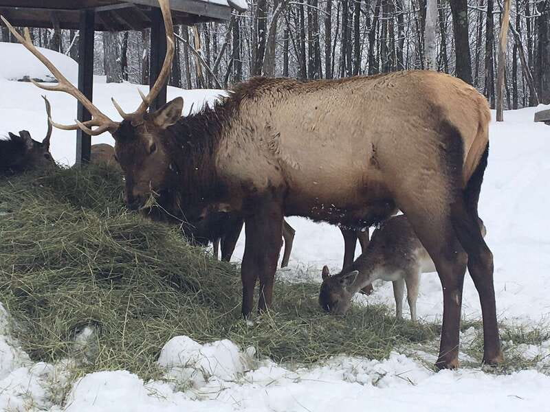 Montreal: Private Day Tour to Parc Omega & Montebello Lodge - Who this tour fits best (and who should rethink it)