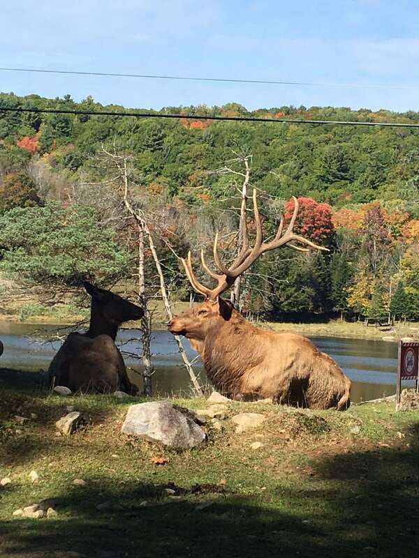 Montreal: Private Day Tour to Parc Omega & Montebello Lodge - Parc Omega: close wildlife viewing that still feels safe