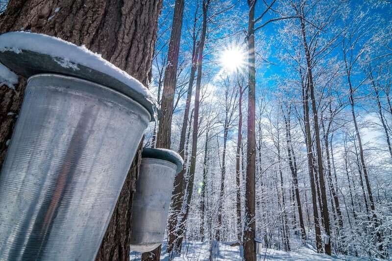 Montreal: Sugar Shack Maple Syrup Day Trip with Lunch - The maple-syrup lesson: from sap extraction to bottling