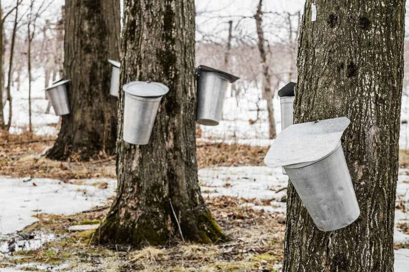 Montreal: Sugar Shack Maple Syrup Day Trip with Lunch - When the process feels short: how to protect yourself from a letdown