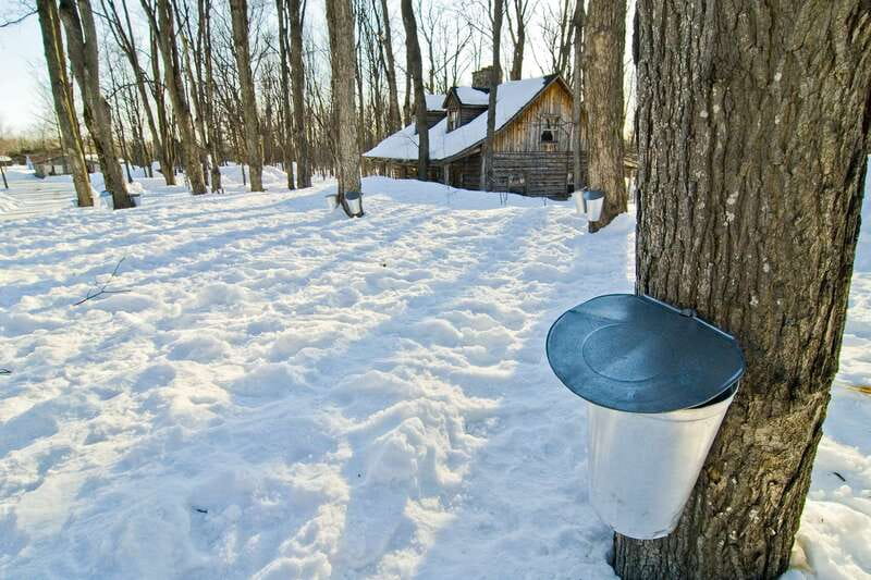 Montreal: Sugar Shack Maple Syrup Day Trip with Lunch - Arriving at a sugar shack farm, like the Constantin stop near Saint-Eustache