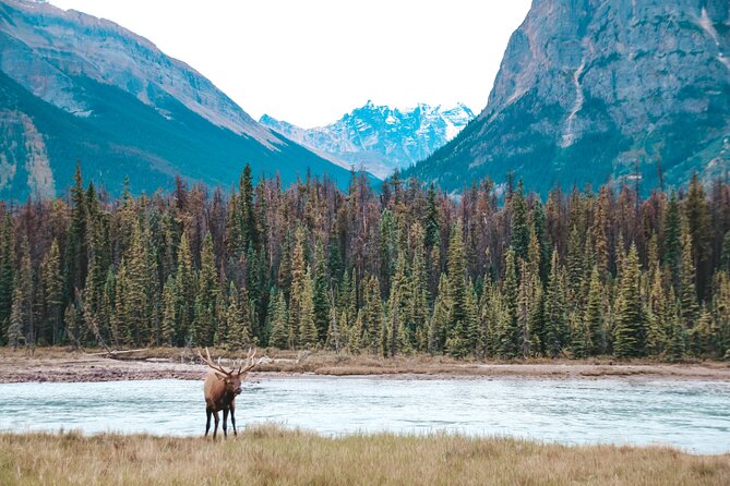 Moraine Lake, Lake Louise & Banff Secrets | Award-Winning Tour - Wildlife spotting: better odds, less guessing