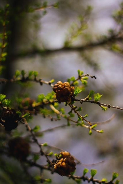 Moraine Lake & Larch Valley Hike - Your ACMG guide, and why it changes what the hike feels like