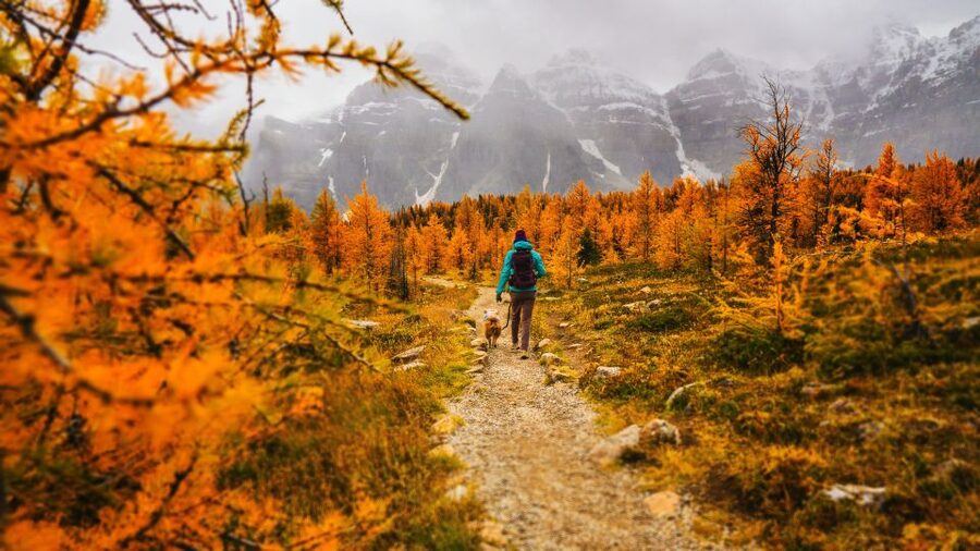 Moraine Lake & Larch Valley Hike - Wildlife spotting tips that your guide can help you use