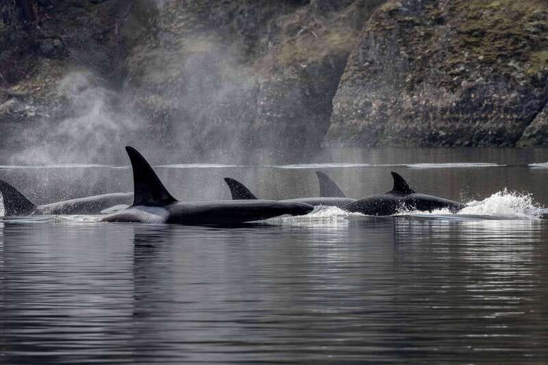 Nanaimo: Whale Watching Open Boat Tour - The open-boat reality: how to stay warm and still enjoy the show