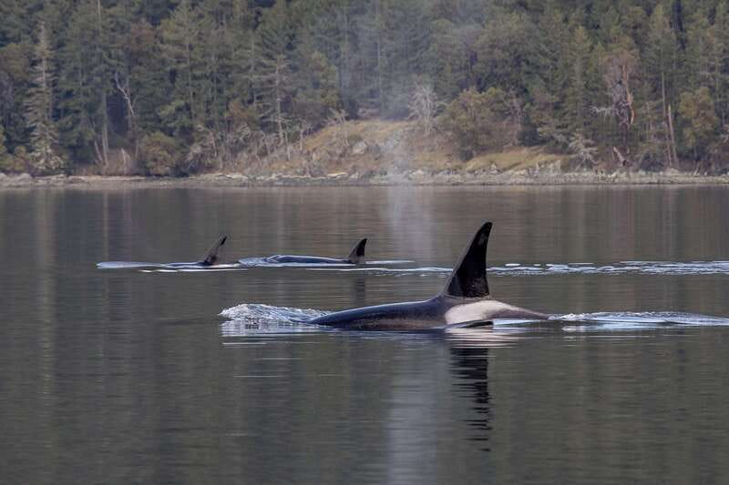 Nanaimo: Whale Watching Open Boat Tour - Learning the Salish Sea while you search, Gulf Islands-style