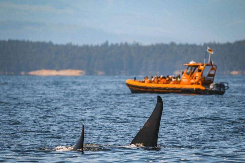 Nanaimo: Whale Watching Open Boat Tour - Price and value: what $182 buys you, and what to budget extra