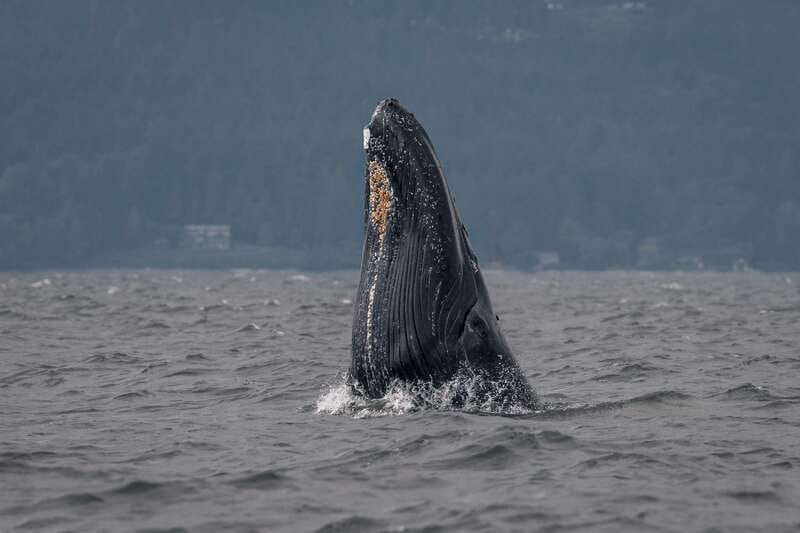 Nanaimo: Whale Watching Semi-Covered Boat Tour - Key things that make this Nanaimo whale watch different