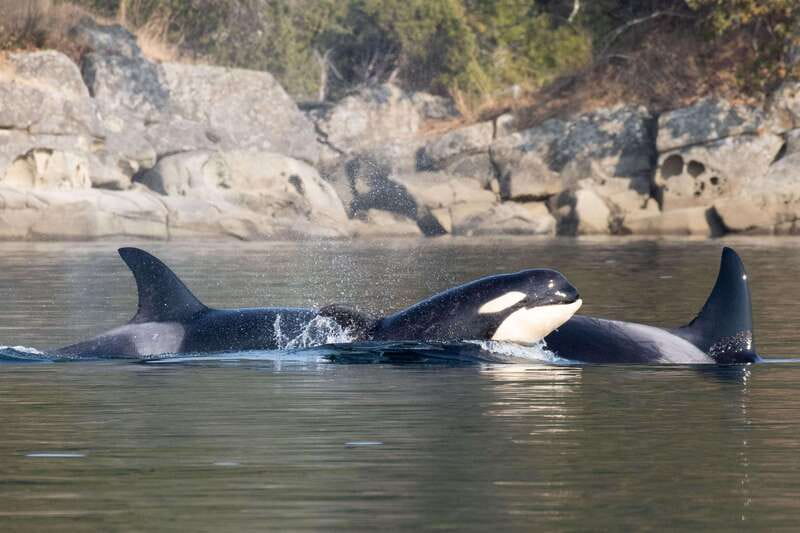 Nanaimo: Whale Watching Semi-Covered Boat Tour - Should you book this Nanaimo whale watching tour?