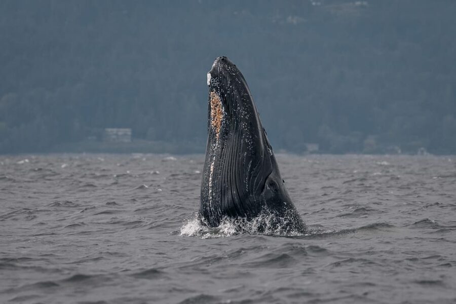 Nanaimo: Whale Watching Semi-Covered Boat Tour - Your hour of whale viewing: real-time interpretation, not just staring