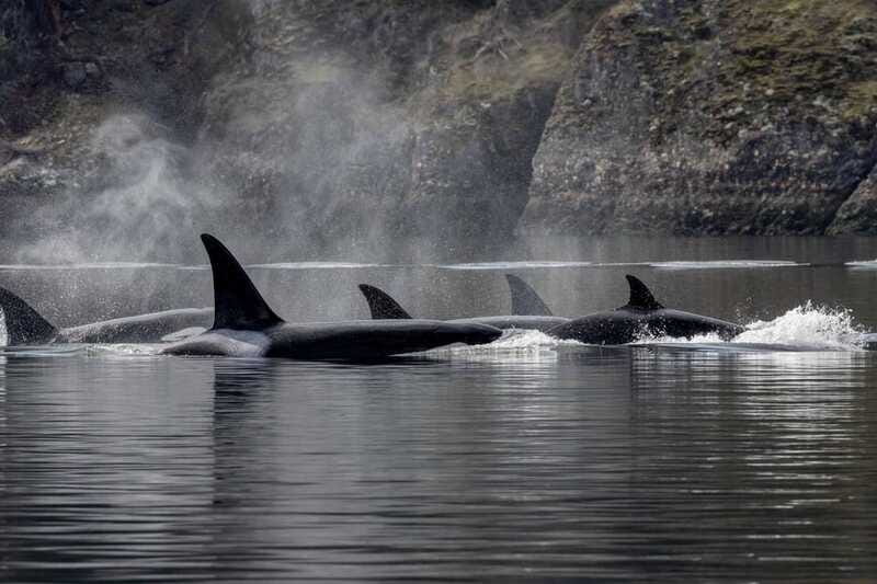 Nanaimo: Whale Watching Semi-Covered Boat Tour - The conservation talk: where your ticket turns into impact