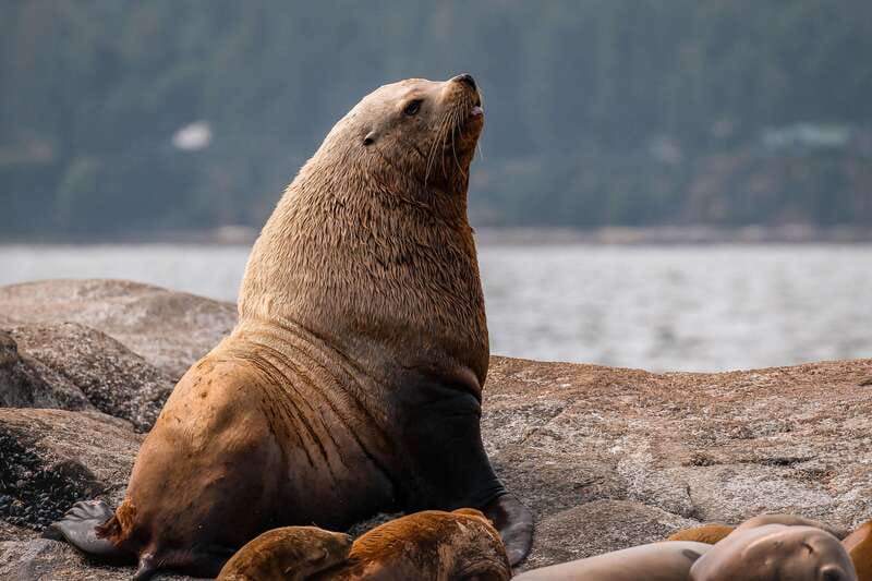 Nanaimo: Whale Watching Semi-Covered Boat Tour - Who should book this, and what to watch for
