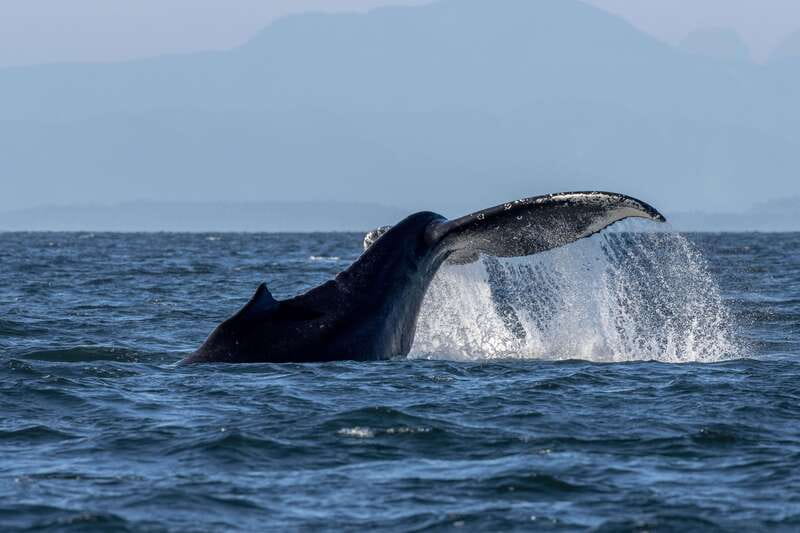 Nanaimo: Whale Watching Semi-Covered Boat Tour - What the semi-covered boat experience actually feels like