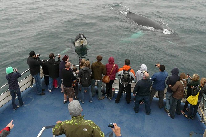 Newfoundland Puffin and Whale Watch Cruise - Key highlights you will care about