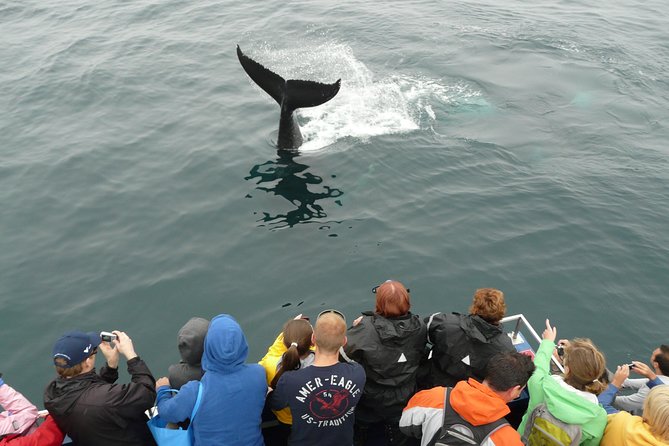 Newfoundland Puffin and Whale Watch Cruise - Witless Bay’s wildlife route starts near St. John’s, in Bay Bulls