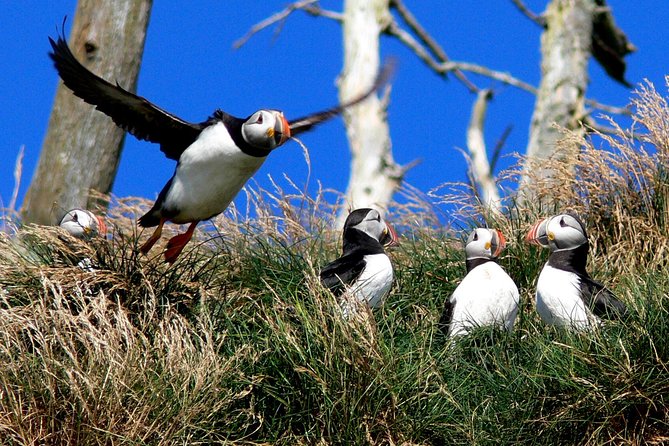 Newfoundland Puffin and Whale Watch Cruise - Puffins, auks, and the seabird show you do not need to chase