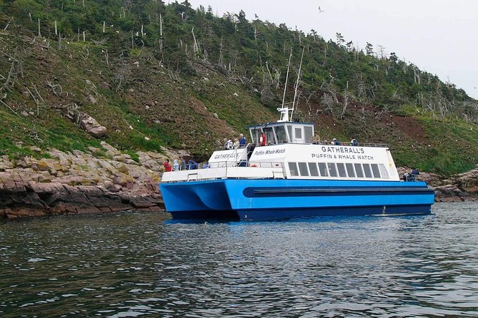 Newfoundland Puffin and Whale Watch Cruise - Whale watching: how to maximize your chances without getting stressed