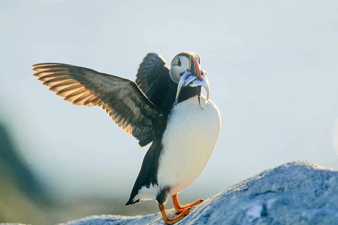 Newfoundland Puffin and Whale Watch Cruise - Icebergs can show up, but timing is everything