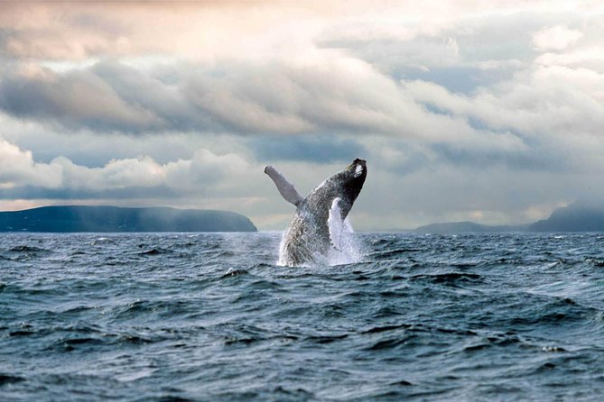 Newfoundland Puffin and Whale Watch Cruise - The “Newfoundland on board” factor: songs, stories, and real questions