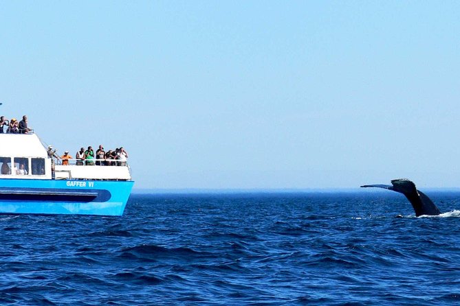 Newfoundland Puffin and Whale Watch Cruise - Price and value: why $94 feels reasonable for this kind of day