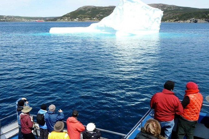 Newfoundland Puffin and Whale Watch Cruise - The catamaran experience: space matters when you go looking for wildlife