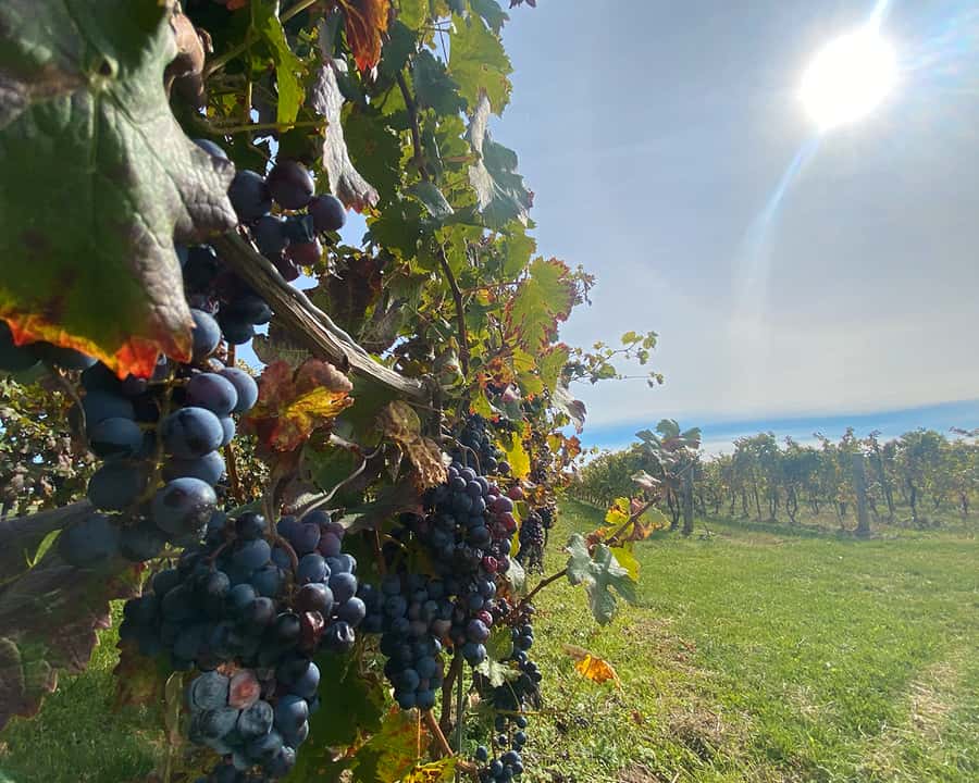 Niagara: A Twilight Wine Adventure With 3-Course Dinner - Dinner at a Top-Rated Niagara Restaurant, With Real Time to Unwind