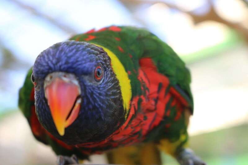 Niagara Falls, Canada: Bird Kingdom Entry Ticket - Who will enjoy Bird Kingdom the most?