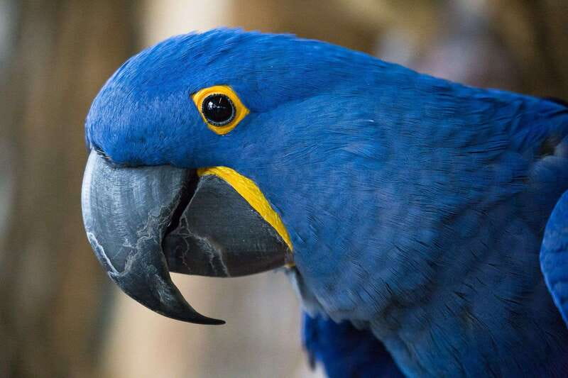 Niagara Falls, Canada: Bird Kingdom Entry Ticket - Walking in: what to expect right at the entrance