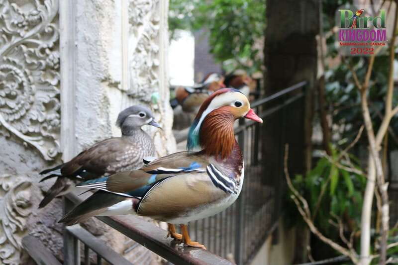 Niagara Falls, Canada: Bird Kingdom Entry Ticket - Photo tips for shooting moving birds indoors