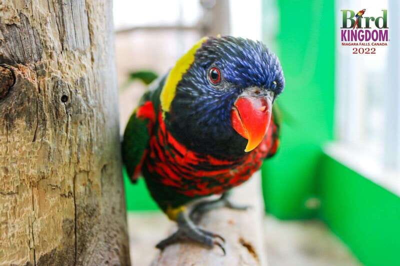 Niagara Falls, Canada: Bird Kingdom Entry Ticket - Price and value: is $18 a smart buy?