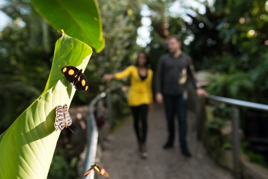 Niagara Falls, Canada: Butterfly Conservatory Admission - Key points to know before you go