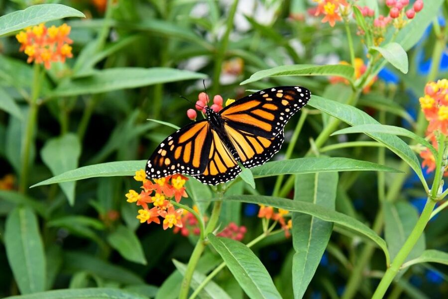 Niagara Falls, Canada: Butterfly Conservatory Admission - Your Self-Guided Route: Video, Paths, and How Long It Usually Takes