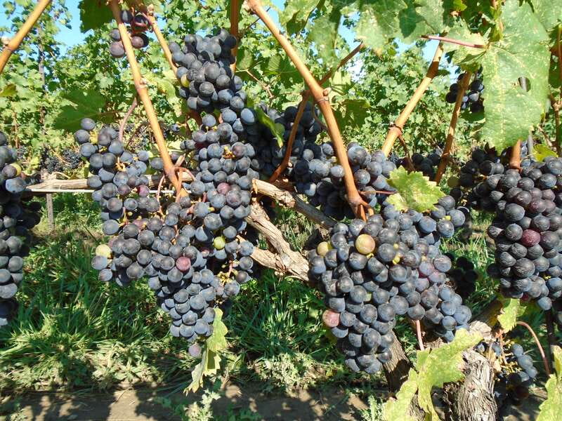 Niagara Falls, Canada: Full-Day Private Winery Tour - Custom itinerary: how your tastes become the schedule