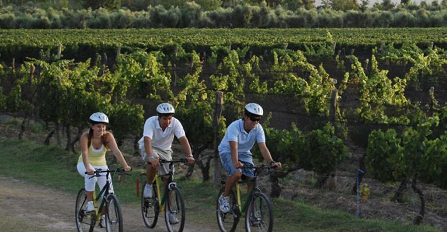 Niagara-on-the-Lake: Bicycle Tour with Wine Tasting - The 12:30 picnic lunch, and why it changes the day