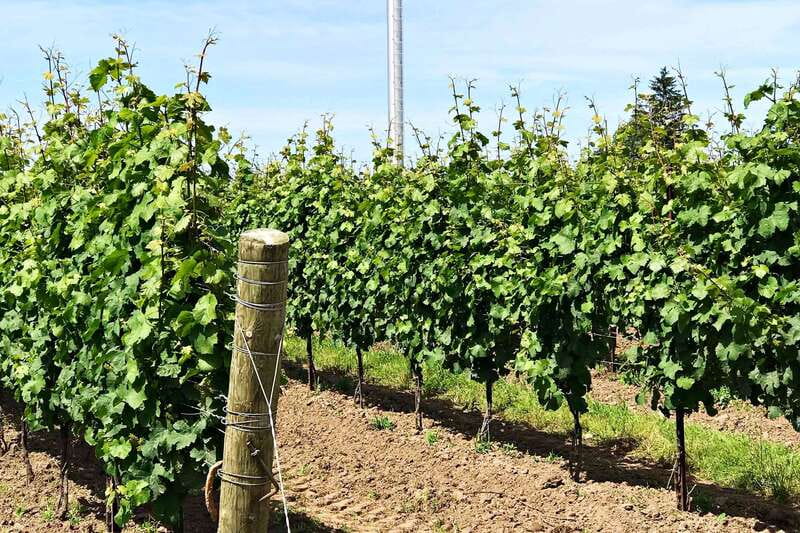 Niagara-on-the-Lake: Wine & Charcuterie Tour with Tastings - How to get the most from your tastings