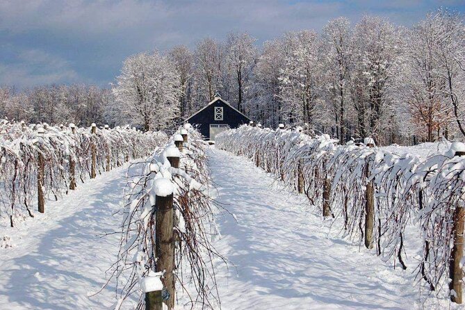 Niagara Wine Tour and Tastings with Transportation - Stop 3: Reif Estate Winery and the private barrel-room feel