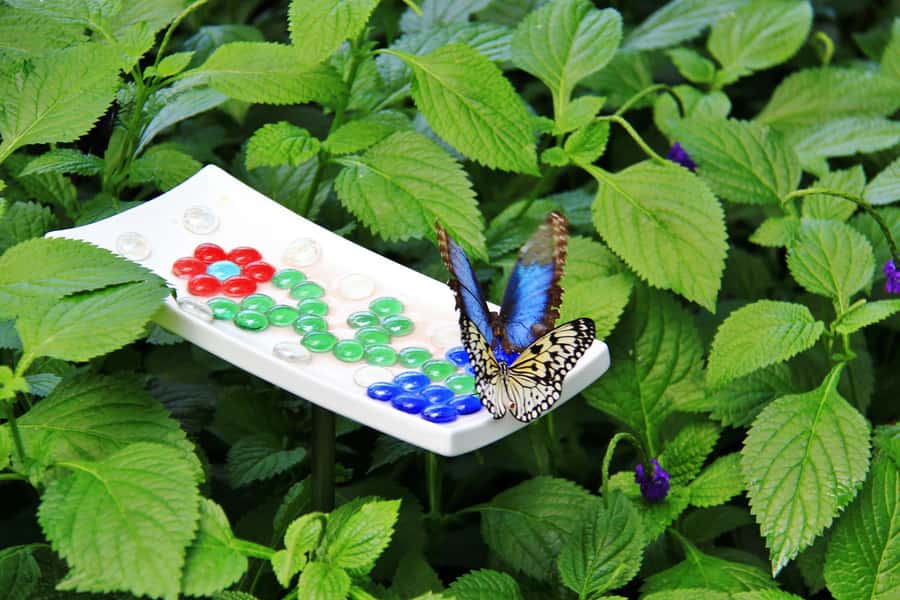 Niagara Winter Wonderland w/ 4 Attractions & Syrup Taste - Butterfly Conservatory: Warm Air, Slow Pace, and a Nice Break From Cold