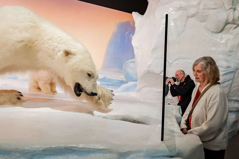 Ottawa: Canadian Museum of Nature Admission - Paleontology Highlights, From Dinosaurs to a Blue Whale Skeleton