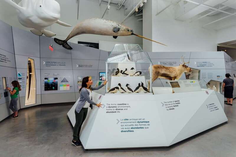Ottawa: Canadian Museum of Nature Admission - What the 4 Floors Are Really For (Not Just More Rooms)